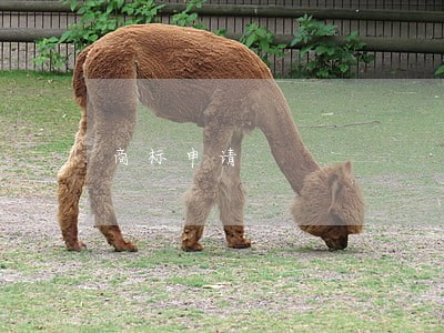 商标申请