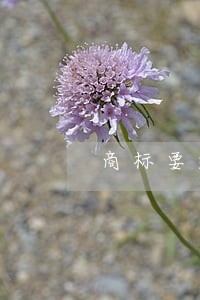 商标要过了公示期才有法律效应 商标要过了公示期才有法律效应