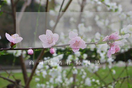 商河债务律师网站 商河债务律师网站