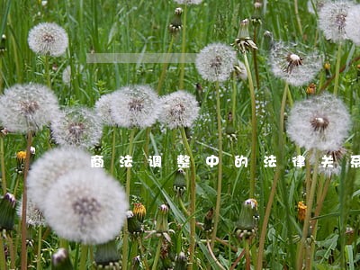 商法调整中的法律关系 商法调整中的法律关系