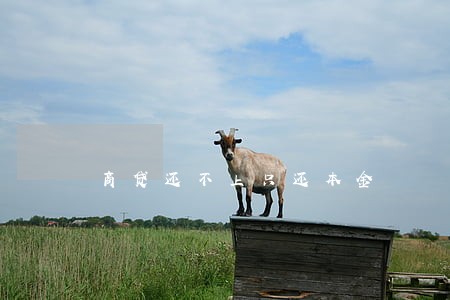 商贷还不上只还本金 商贷还不上只还本金