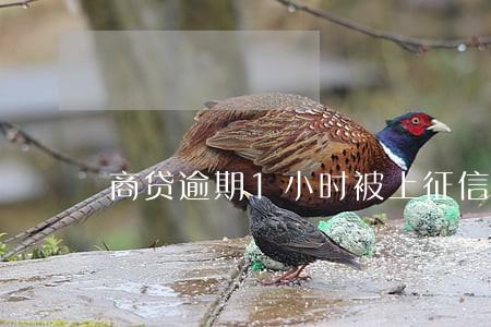 商贷逾期1小时被上征信吗 商贷逾期1小时被上征信吗