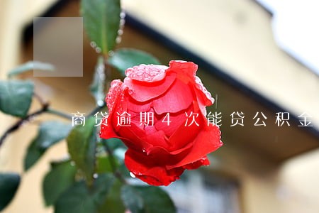 商贷逾期4次能贷公积金 商贷逾期4次能贷公积金