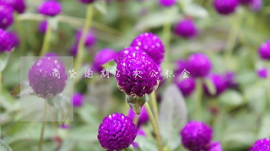 商贷逾期6次公积金 商贷逾期6次公积金
