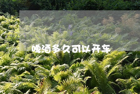 啤酒多久可以开车 啤酒多久可以开车