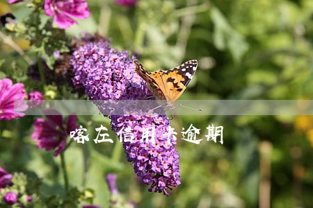 喀左信用卡逾期 喀左信用卡逾期