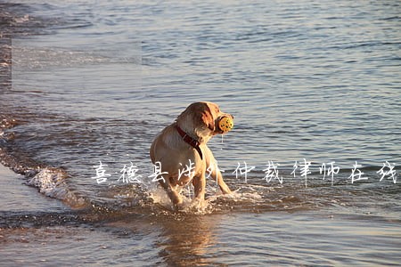 喜德县涉外仲裁律师在线免费咨询 喜德县涉外仲裁律师在线免费咨询