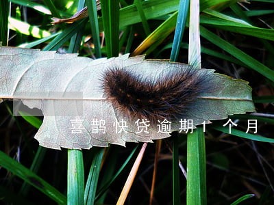 喜鹊快贷逾期1个月 喜鹊快贷逾期1个月