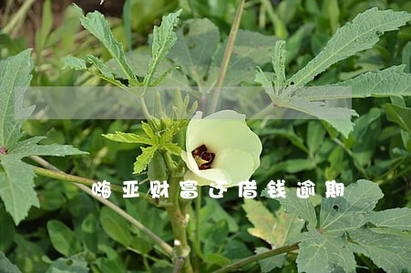 嗨亚财富还借钱逾期