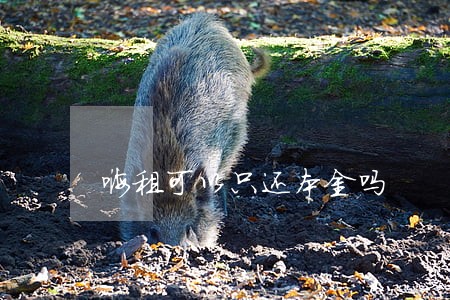 嗨租可以只还本金吗 嗨租可以只还本金吗