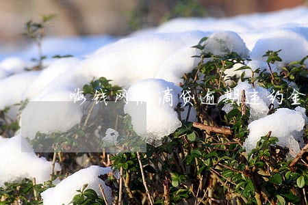 嗨钱网滴滴贷逾期违约金 嗨钱网滴滴贷逾期违约金