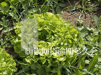 嗨钱网贷逾期多久会上征信 嗨钱网贷逾期多久会上征信