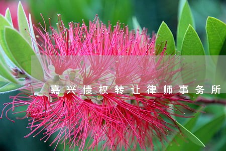 嘉兴债权转让律师事务所 嘉兴债权转让律师事务所