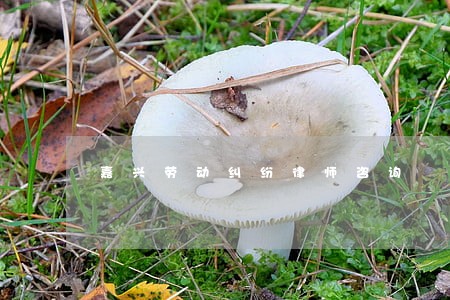 嘉兴劳动纠纷律师咨询 嘉兴劳动纠纷律师咨询