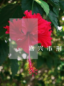 嘉兴市刑事方面的律师哪个好 嘉兴市刑事方面的律师哪个好