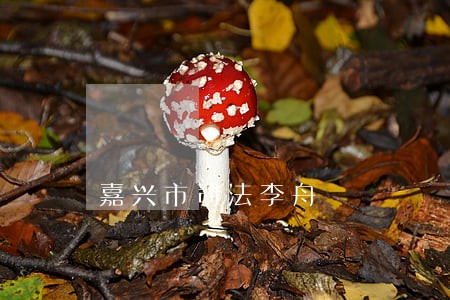嘉兴市司法李舟