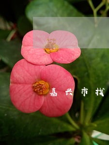 嘉兴市找债务律师找谁 嘉兴市找债务律师找谁