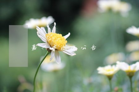 嘉兴市法院公告 嘉兴市法院公告