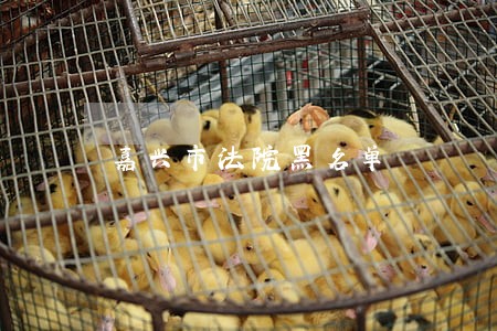 嘉兴市法院黑名单 嘉兴市法院黑名单