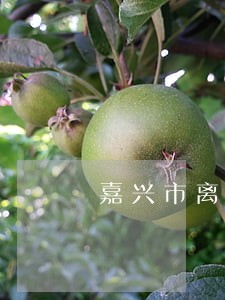 嘉兴市离婚房产律师排行 嘉兴市离婚房产律师排行