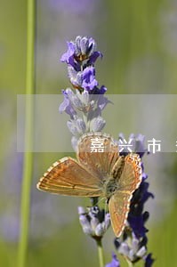 嘉兴市秀洲区法院审判信息公开网