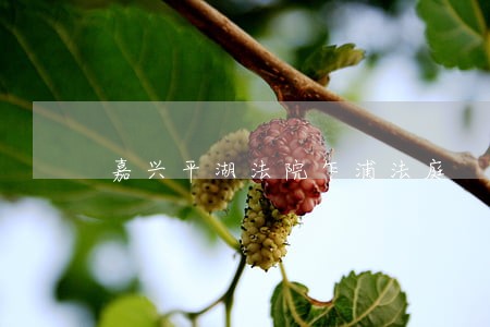 嘉兴平湖法院乍浦法庭 嘉兴平湖法院乍浦法庭