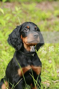 嘉兴拆迁律师咨询电话 嘉兴拆迁律师咨询电话