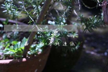 嘉兴斑马线违法 嘉兴斑马线违法