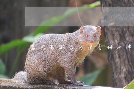 嘉兴有实力的债务纠纷律师哪个好 嘉兴有实力的债务纠纷律师哪个好