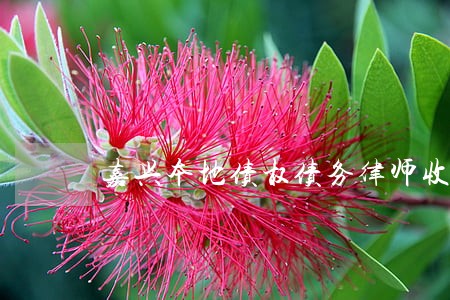 嘉兴本地债权债务律师收费标准