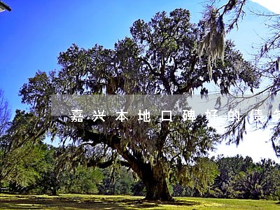 嘉兴本地口碑好的债务律师 嘉兴本地口碑好的债务律师