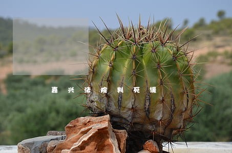 嘉兴法院判死缓