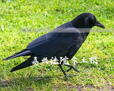 嘉兴法院李土根 嘉兴法院李土根