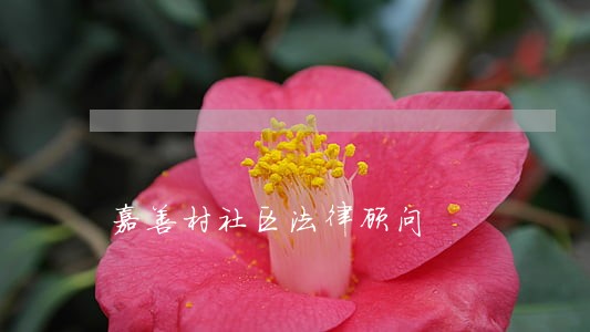 嘉善村社区法律顾问 嘉善村社区法律顾问