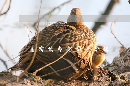 嘉定债务律师多少钱 嘉定债务律师多少钱