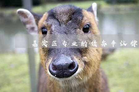 嘉定区专业的债务争议律师 嘉定区专业的债务争议律师