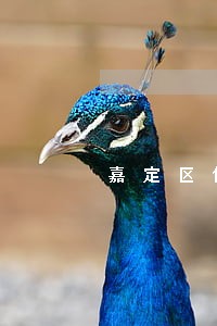 嘉定区债务官司律师 嘉定区债务官司律师