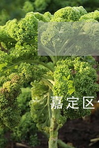 嘉定区债务纠纷律师咨询 嘉定区债务纠纷律师咨询