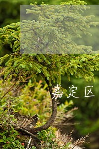 嘉定区取保候审律师收费