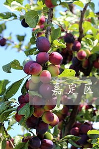 嘉定区房产律师选哪家 嘉定区房产律师选哪家