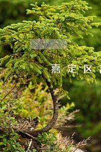 嘉定区离婚纠纷律师电话咨询 嘉定区离婚纠纷律师电话咨询