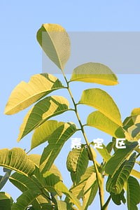 嘉定区继承律师免费咨询 嘉定区继承律师免费咨询