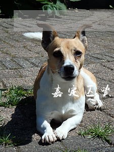 嘉定区资深债务争议律师