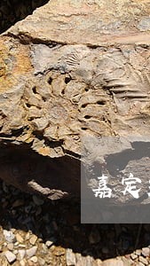 嘉定装修合同争议律师咨询费用 嘉定装修合同争议律师咨询费用