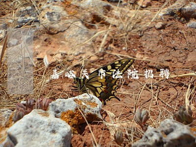 嘉峪关市法院招聘 嘉峪关市法院招聘
