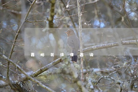嘉峪关法律咨询