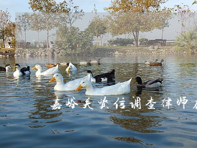 嘉峪关资信调查律师在线免费咨询 嘉峪关资信调查律师在线免费咨询
