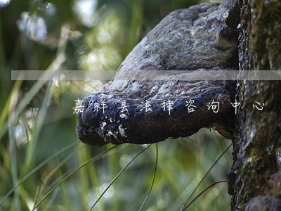 嘉祥县法律咨询中心 嘉祥县法律咨询中心