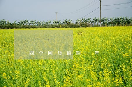 四个网贷逾期一年 四个网贷逾期一年