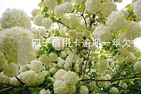 四千信用卡逾期一年欠多少 四千信用卡逾期一年欠多少